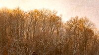 Bare trees in Fall at Bearfence Mountain, Shenandoah NP