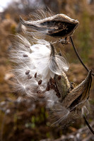 Milkweed seeds on the breeze in Fox Hollow, Shenandoah NP