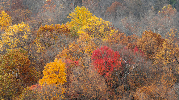 Fall foliage in Shenandoah NP