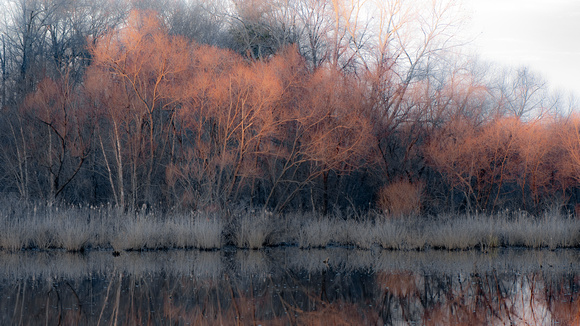Willows at dusk, Tuckahoe Creek, Henrico