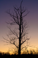Winter dusk at Tuckahoe Creek, Henrico