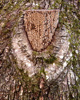 Tree collar