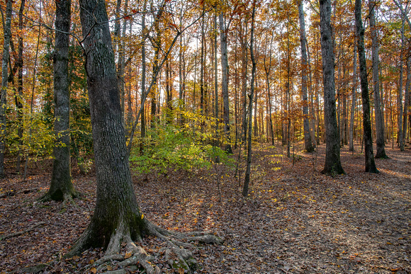 Forest in Fall, Deep Run Park, Henrico