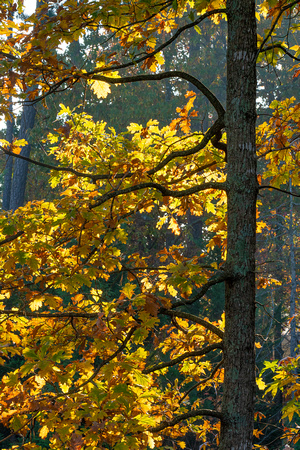 Backlit forest trees in Fall