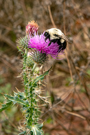Bumblebee on thistle in Fox Hollow, Shenandoah NP