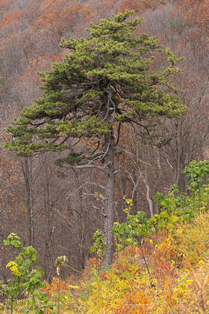 Pine tree with Fall foliage,Shenandoah NP