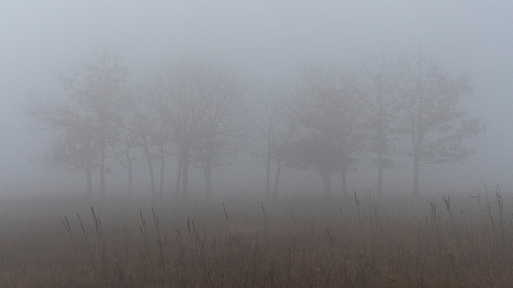 Foggy Fall morning at Big Meadows, Shenandoah NP