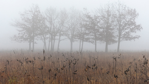Foggy Fall morning in Big Meadows, Shenandoah NP