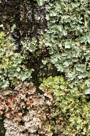 Lichens on tree