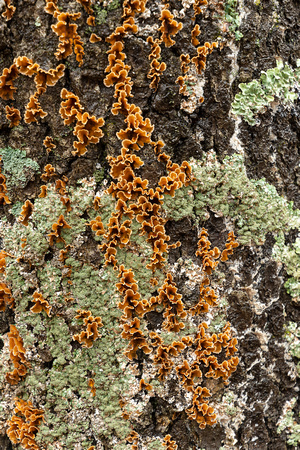 Lichens, Big Meadows, Shenandoah NP