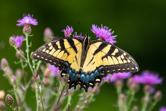 Eastern Tiger Swallowtail on Ironweed, Shenandoah National Park