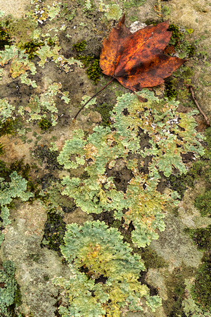 Fall leaf and lichens on rock