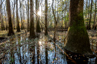 South Carolina: Congaree Swamp National Park