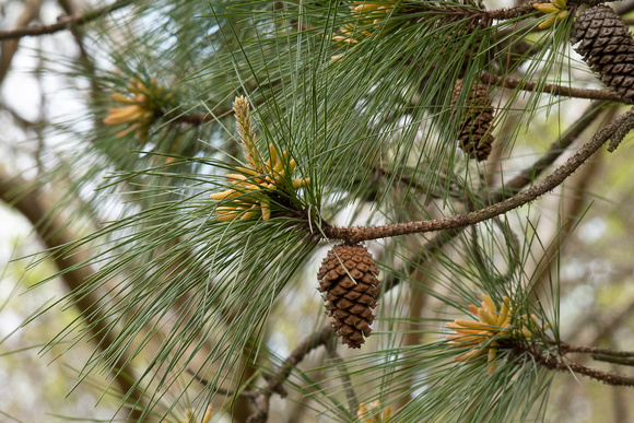 Pine with cones