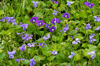 Blue violets in my lawn; blue on Day One and white for the next couple of days.