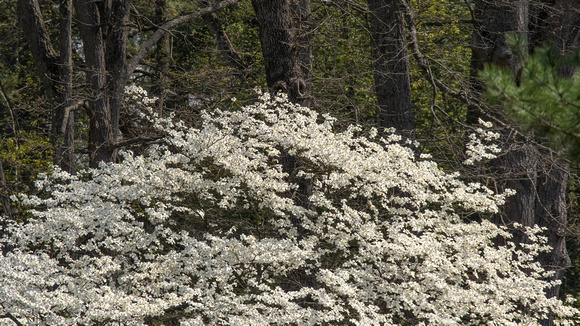 Dogwood - white is the native species
