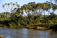 Doum palms along Ewaso Nyiro River