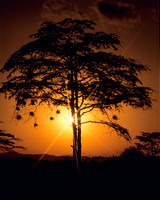 Acacia with weaverbird nests at sunset