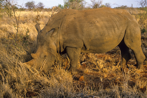 Black Rhinoceros