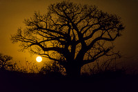 Baobab at sunset