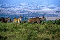 Eland