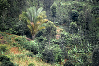 Raphia palm in banana grove