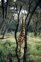 Rothschild's giraffe