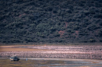 Lesser Flamingos