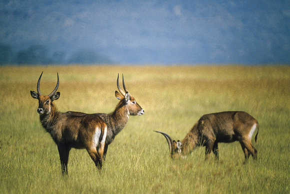 Defassa Waterbucks