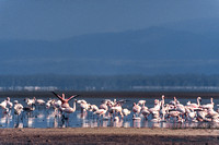 Greater Flamingos