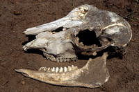 Unidentified skull