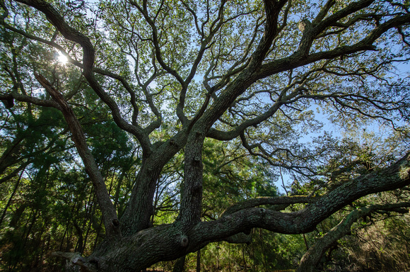 Virginia Live Oak (Quercus virginiana), False Cape State Park
