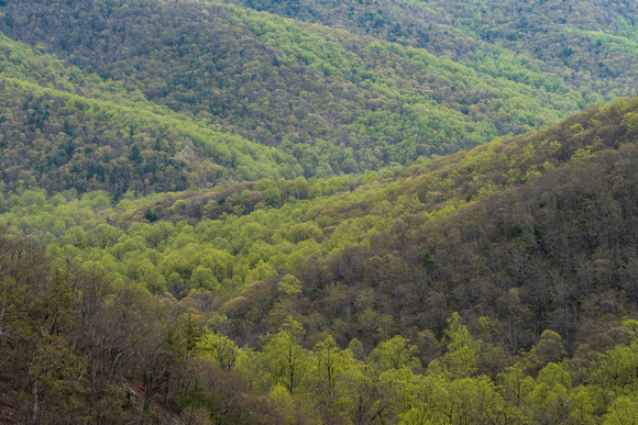 Spring hillside forests from Hazel Mountain Overlook, Shenandoah NP