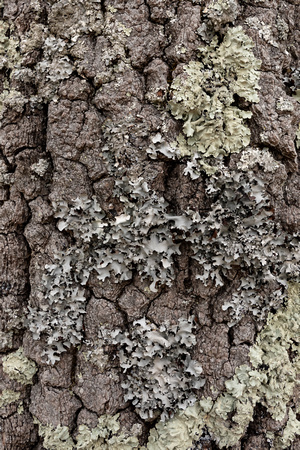 Lichens on oak