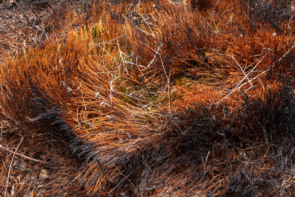 Grass tussock two weeks after fire