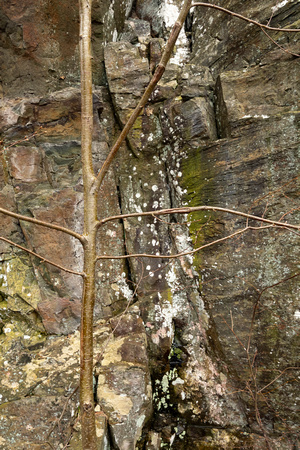 Tree at cliff base
