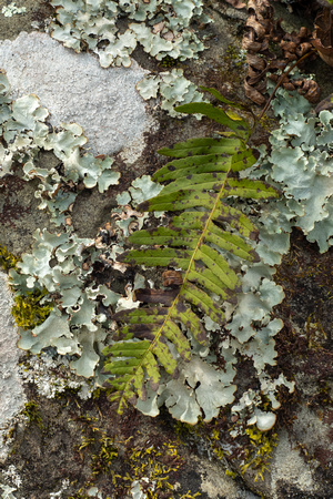 Fern with lichens