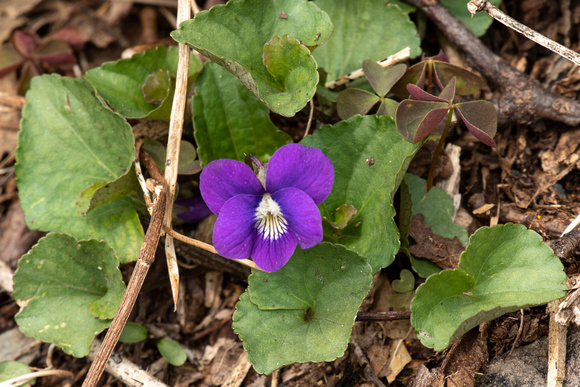Violet on Little Stony Man Trail, Shenandoah NP