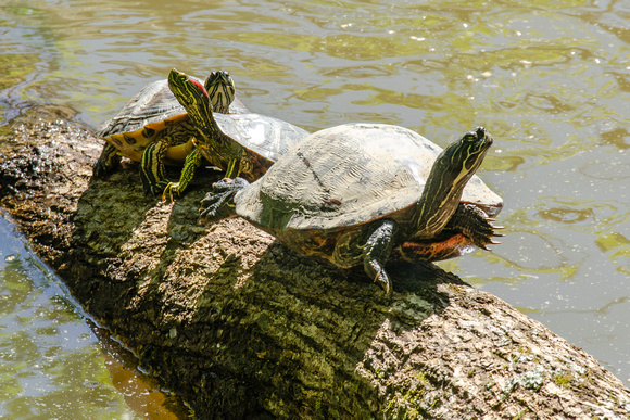 Northern Red-bellied Cooters & Red-eared Slider (non-native), Three Lakes Park, Henrico