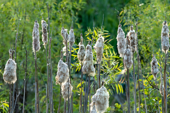 Last summers cattail inflorescences