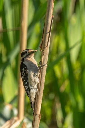 Downy woodpecker on cattail inflorescence