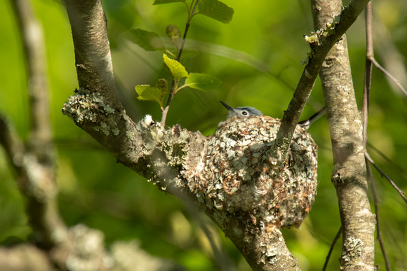 Blue-grey Gnatcatcher on nest