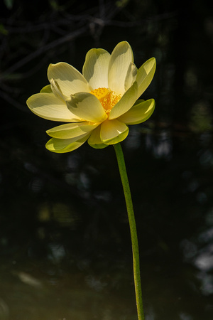 American Lotus, Virginia Beach