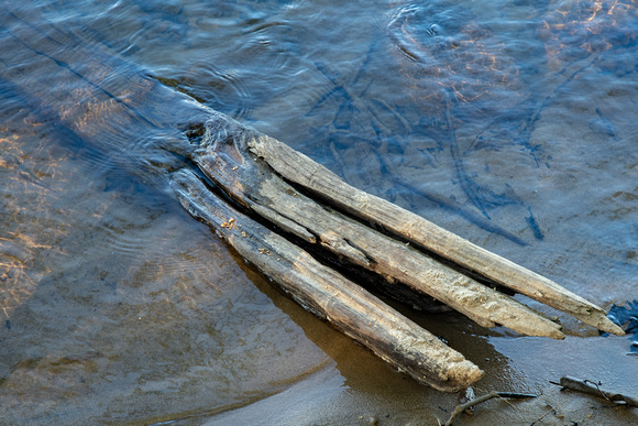 Rarely seen James River Doublejaw fish