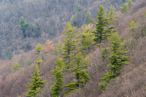 Pines in Fall