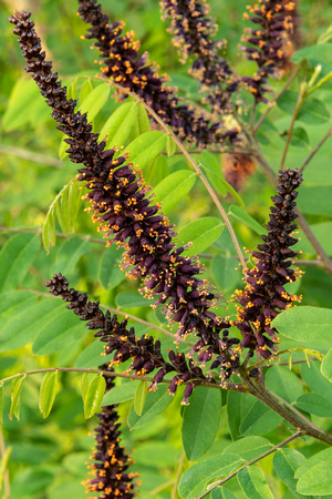 Indigobush (Amorpha fruticosa)