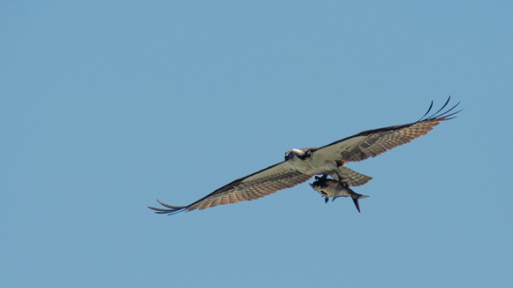 Osprey with shad, Z-Dam, James River - Richmond