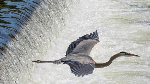 Great Blue Heron at the Z-Dam, James River - Richmond