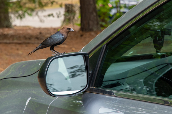 Cowbird after attacking the rear view mirror