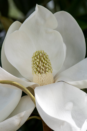 Southern Magnolia flower detail, Henrico